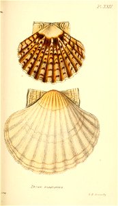 n336_w1150