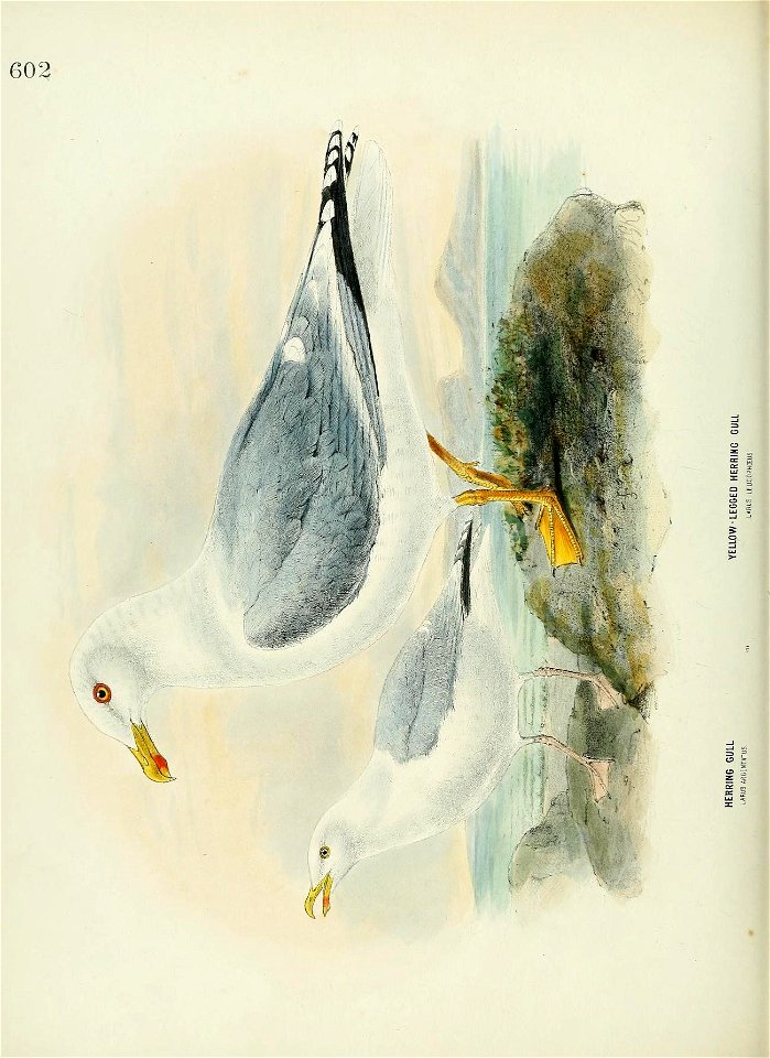 n531_w1150