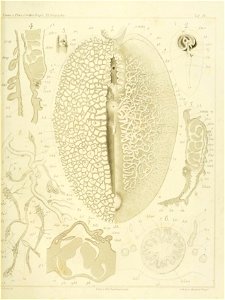 n78_w1150