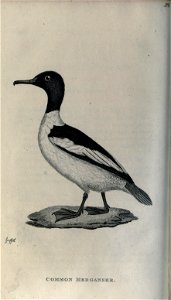 n207_w1150
