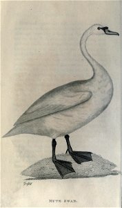 n31_w1150