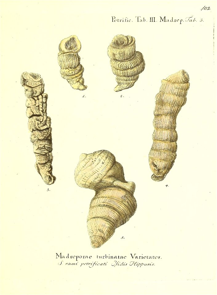 n206_w1150