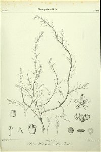 n136_w1150