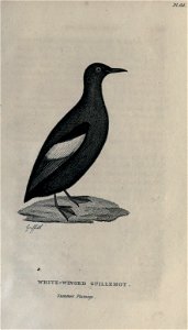 n318_w1150