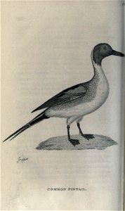 n165_w1150