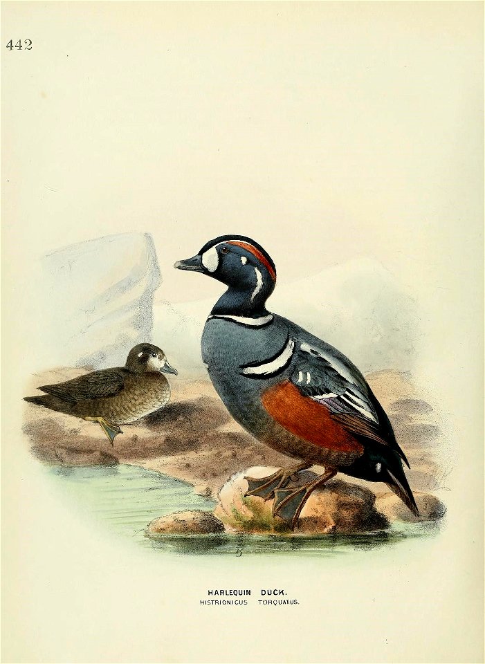 n781_w1150