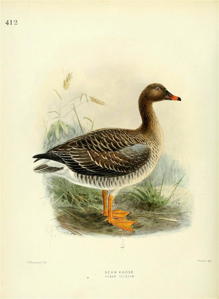 n475_w1150
