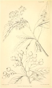 n311_w1150