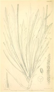 n275_w1150