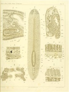 n66_w1150