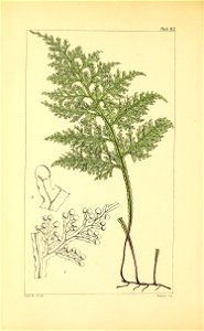 n259_w1150