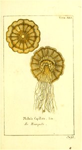 n44_w1150