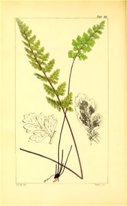 n377_w1150