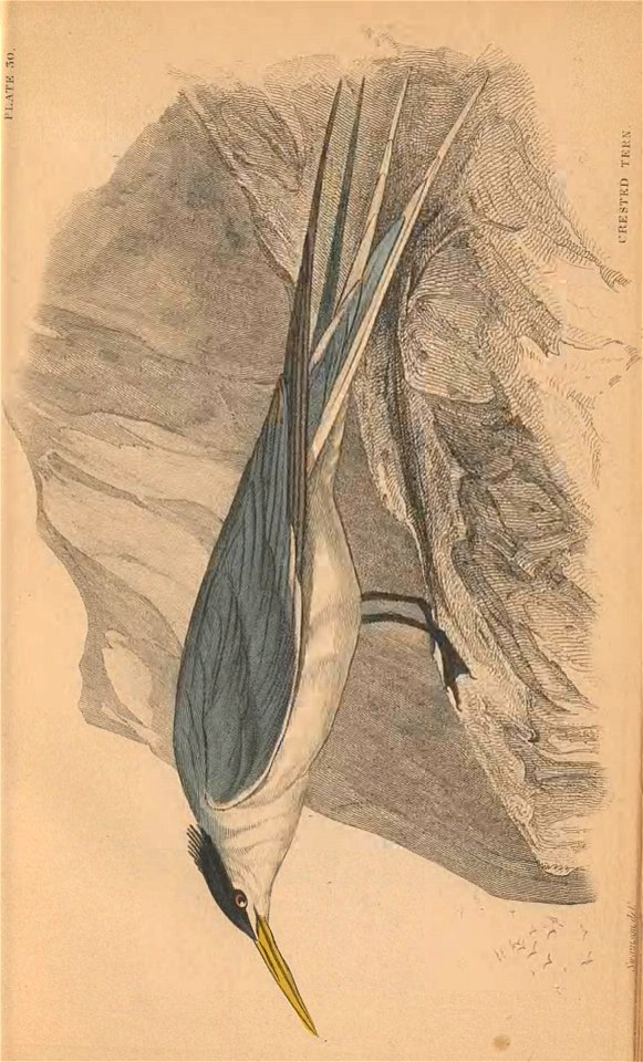 n362_w1150
