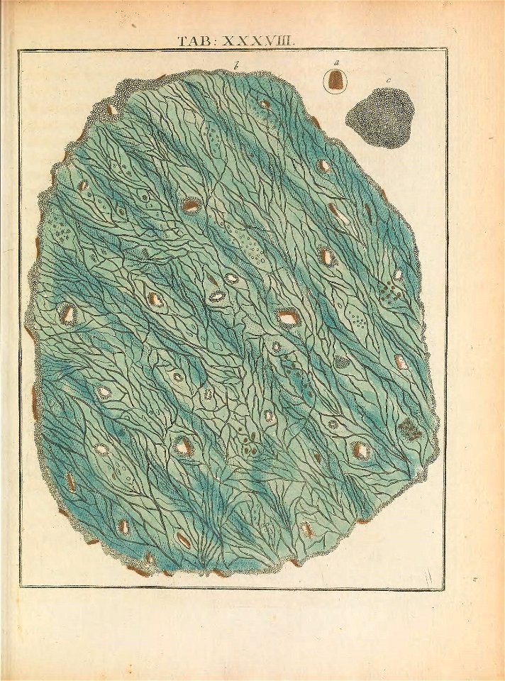 n172_w1150