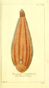 n54_w1150