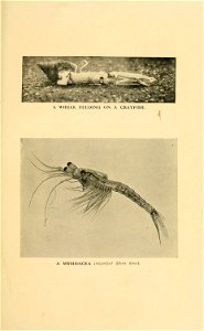 n288_w1150