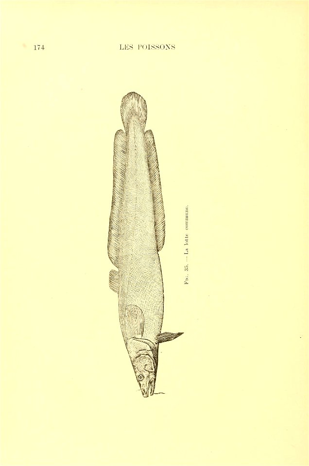 n195_w1150