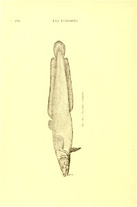 n195_w1150