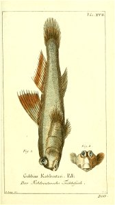n46_w1150