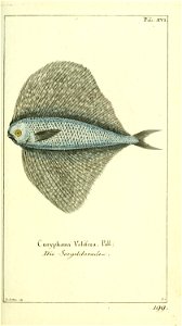 n44_w1150