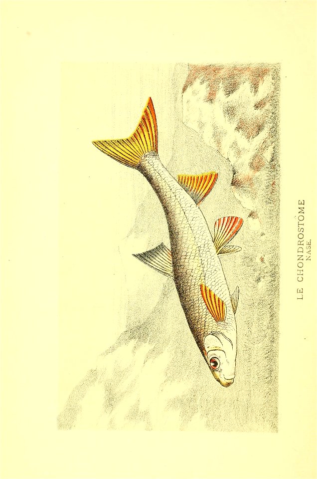 n547_w1150