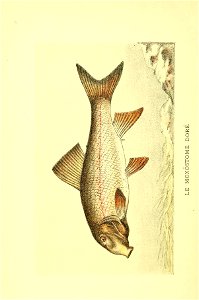 n535_w1150