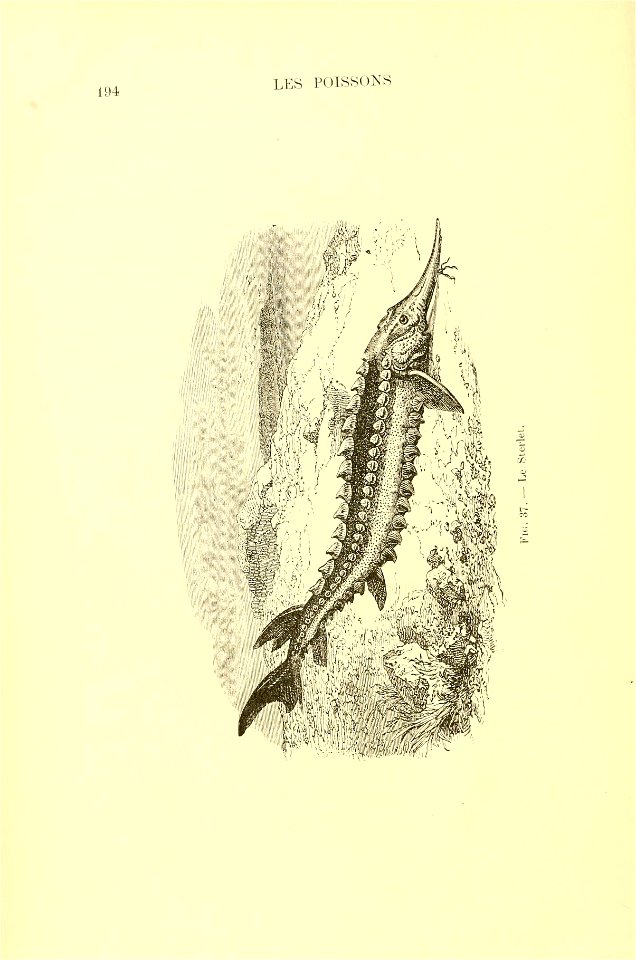 n215_w1150