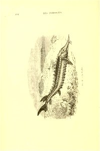 n215_w1150