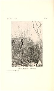 n337_w1150
