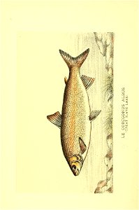 n517_w1150