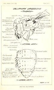 n372_w1150