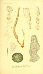 n580_w1150