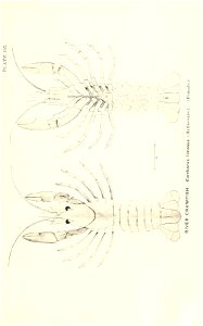 n870_w1150