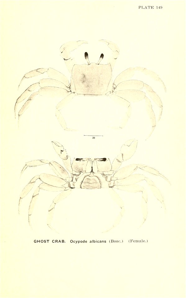 n958_w1150