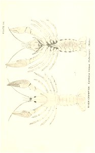 n868_w1150