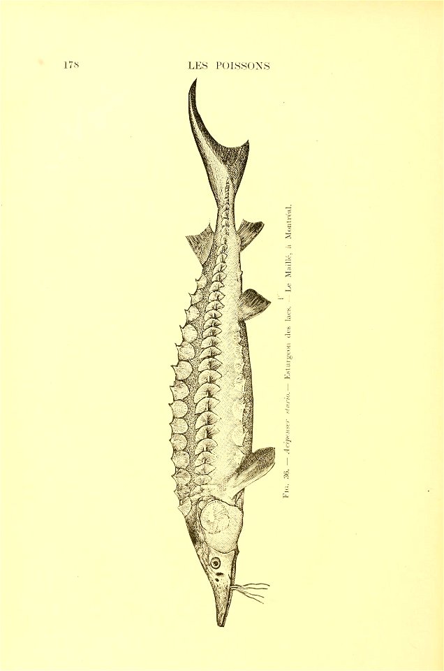 n199_w1150