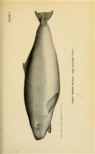 n260_w1150
