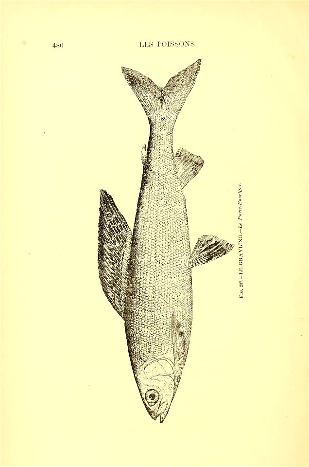n507_w1150