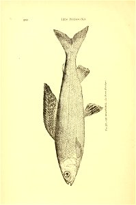 n507_w1150