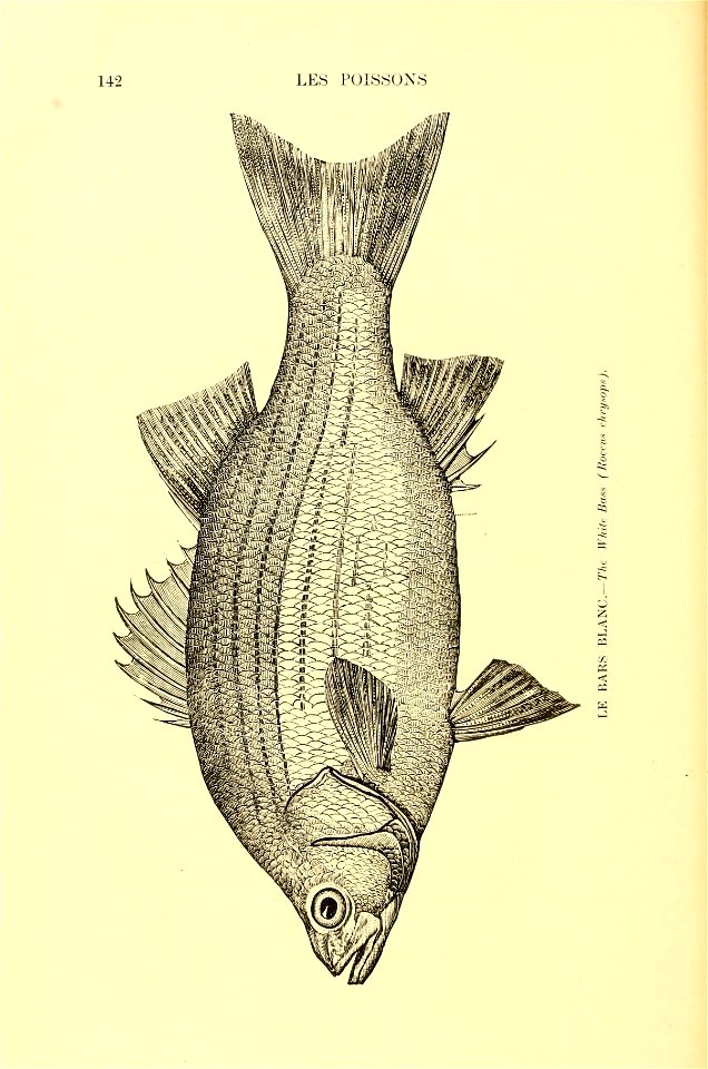 n163_w1150