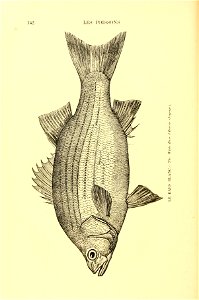 n163_w1150