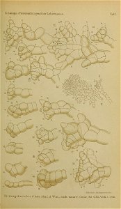 n558_w1150