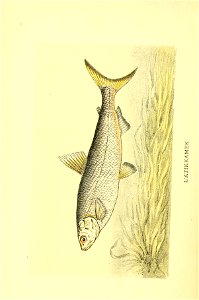 n495_w1150