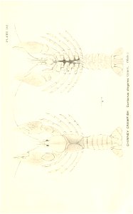 n864_w1150