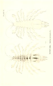 n804_w1150