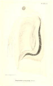 n680_w1150