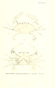 n918_w1150