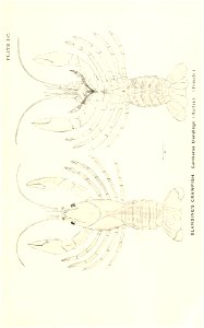n874_w1150