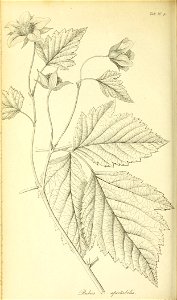 n307_w1150